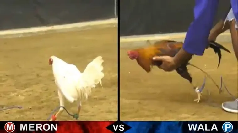 Đá Gà DV88: Tổng Hợp Thông Tin Chi Tiết Và Cụ Thể Nhất